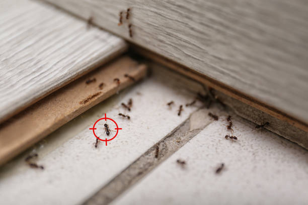 Best Emergency Pest Control  in Sigourney, IA