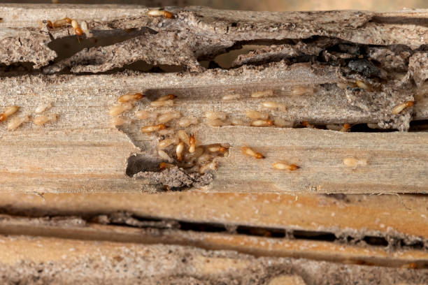 Best Local Pest Control Services  in Sigourney, IA